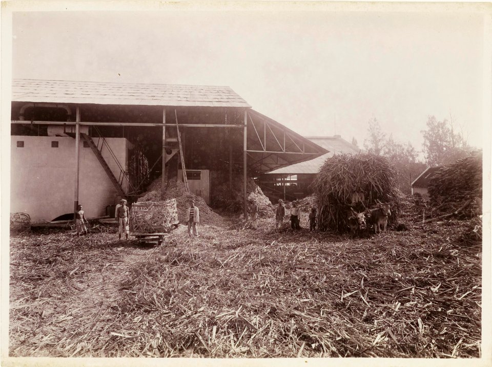 KITLV - 30213 - Kurkdjian, N.V. Photografisch Atelier - Soerabaja - Sugar estate in East Java - 1921