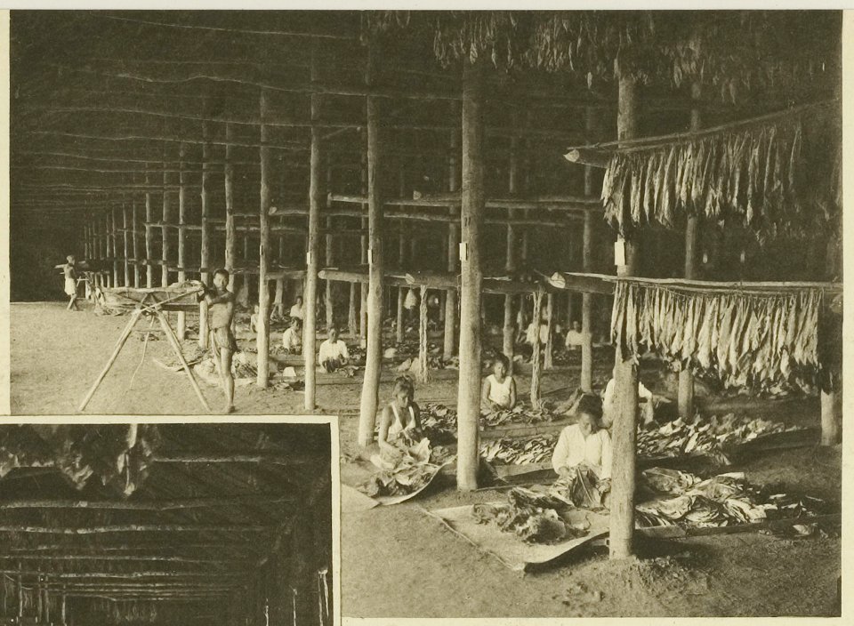 KITLV - 5403 - Kleingrothe, C.J. - Medan - Women stringing tobacco in the drying barn at a plantation in Deli - circa 1900