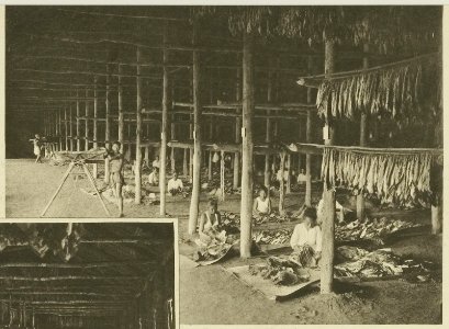 KITLV - 5403 - Kleingrothe, C.J. - Medan - Women stringing tobacco in the drying barn at a plantation in Deli - circa 1900