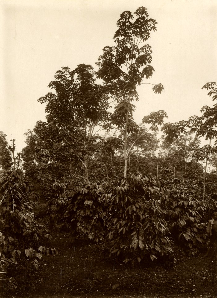 KITLV - 32593 - Kurkdjian - Soerabaja - Coffee planting with Hevea as intermediate culture - circa 1915