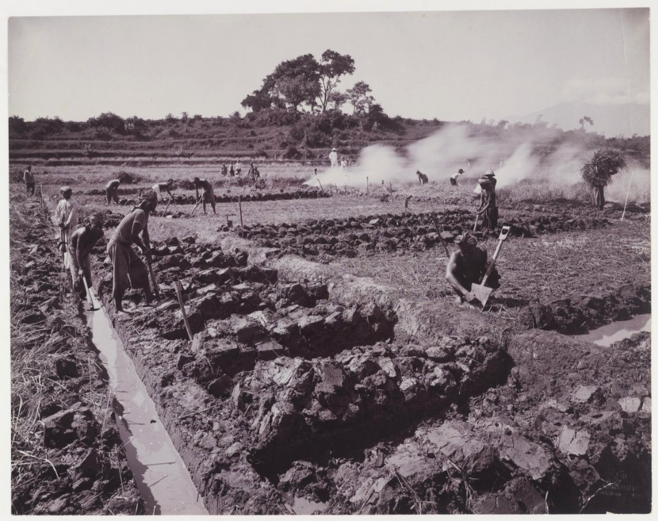 KITLV - 5418 - Kurkdjian - Soerabaja - Tilling the soil on the sugar plantation Ketanen near Mojokerto - 1916-04