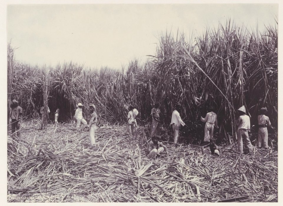 KITLV - 5422 - Kurkdjian - Soerabaja - Cutting garden of the sugar plantation Ketanen near Mojokerto - 1916-04