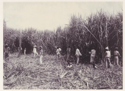 KITLV - 5422 - Kurkdjian - Soerabaja - Cutting garden of the sugar plantation Ketanen near Mojokerto - 1916-04