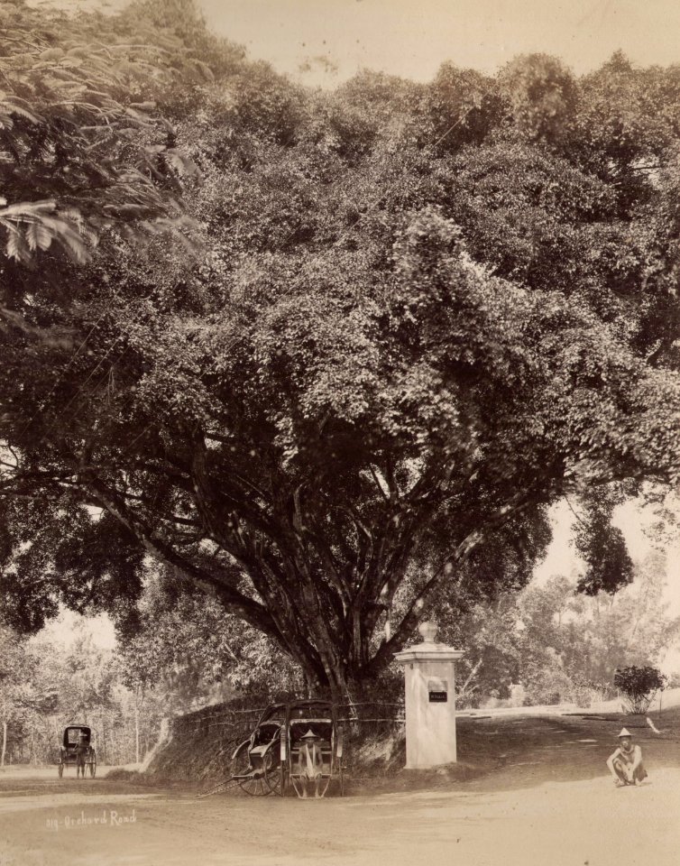 KITLV - 50204 - Lambert & Co., G.R. - Singapore - Orchard Road in Singapore - circa 1900