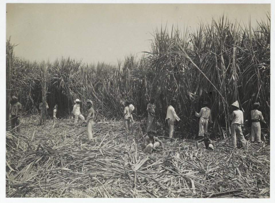 KITLV - 18288 - Kurkdjian - Soerabaja - Cutting Garden on the sugar company Ketanen at Mojokerto - 1916-04