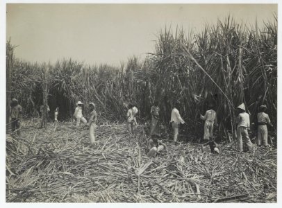 KITLV - 18288 - Kurkdjian - Soerabaja - Cutting Garden on the sugar company Ketanen at Mojokerto - 1916-04