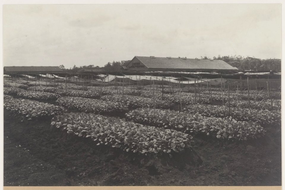KITLV - 5481 - Kleingrothe, C.J. - Medan - Seed beds on a tobacco plantation of the Deli Company in Deli - circa 1915