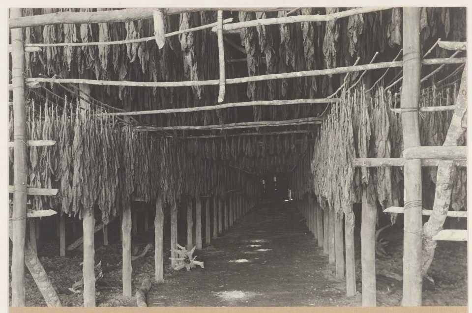 KITLV - 5485 - Kleingrothe, C.J. - Medan - Tobacco drying barn on a tobacco plantation of the Deli Maatschappij (Deli Company), Deli - circa 1915