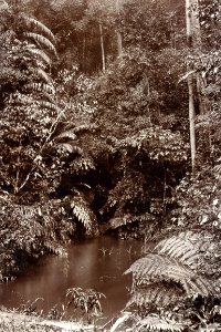 KITLV - 50216 - Botanical Gardens in Singapore - circa 1900