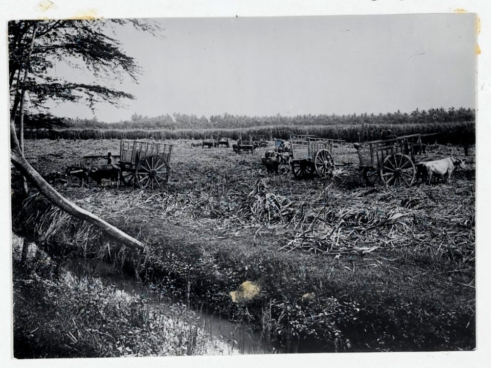 KITLV - 18341 - Kurkdjian, N.V. Photografisch Atelier - Soerabaja - Ox carts for sugarcane transport on the cutting field of a sugar company in East Java - circa 1915
