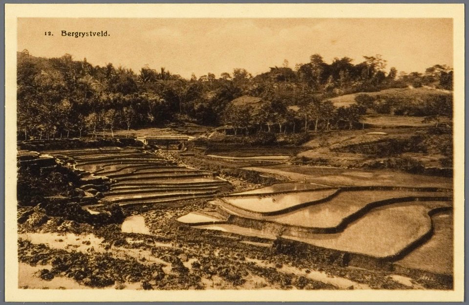 KITLV - 33442 - Kurkdjian, N.V. Photografisch Atelier - Soerabaja - Paddy field in East Java - circa 1920