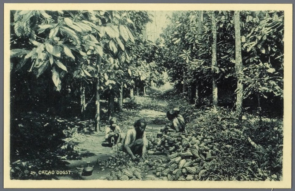 KITLV - 33454 - Kurkdjian, N.V. Photografisch Atelier - Soerabaja - Harvesting cocoa in Java - circa 1920