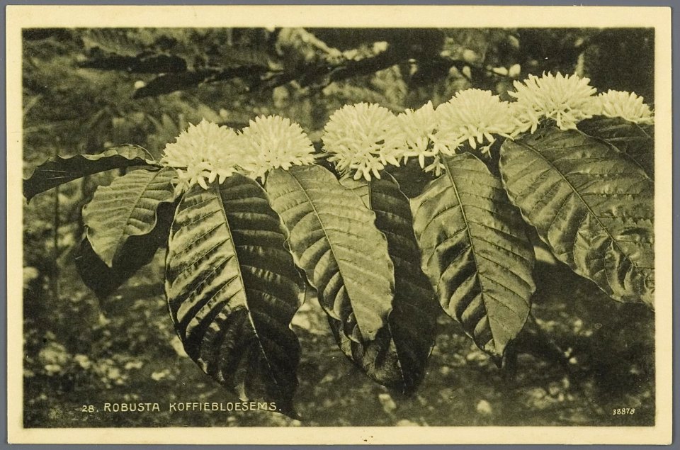 KITLV - 33458 - Kurkdjian, N.V. Photografisch Atelier - Soerabaja - Robusta coffee blossoms in Java - circa 1920