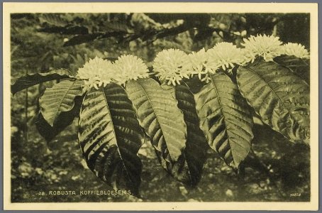 KITLV - 33458 - Kurkdjian, N.V. Photografisch Atelier - Soerabaja - Robusta coffee blossoms in Java - circa 1920