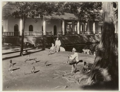 KITLV - 19476 - Kurkdjian, Ohannes - Seaside resort Banyubiru at Pasuruan with monkeys. Two hundred year old mandur at the center. - 1901-03- 1902-07