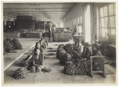 KITLV - 34591 - Kurkdjian, N.V. Photografisch Atelier - Soerabaja - Sorting the tobacco in Java - circa 1920
