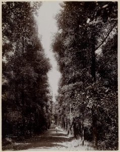 KITLV - 53175 - Lambert & Co., G.R. - Singapore - Nassim Road on the north side of the Botanical Garden in Singapore - circa 1895 photo