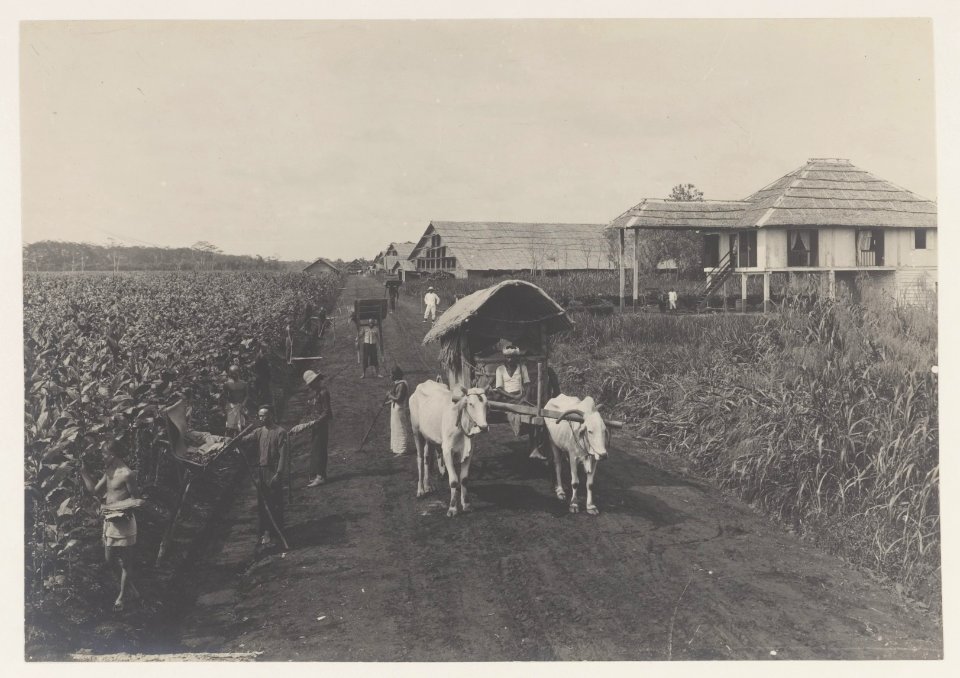 KITLV - 5401 - Kleingrothe, C.J. - Medan - Assistant's house in tobacco fields Deli - circa 1900