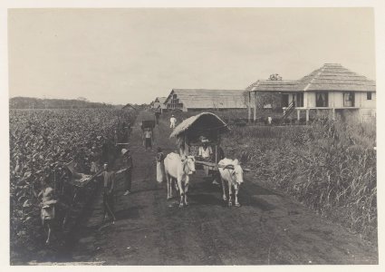 KITLV - 5401 - Kleingrothe, C.J. - Medan - Assistant's house in tobacco fields Deli - circa 1900