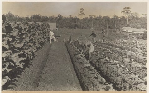 KITLV - 5412 - Kleingrothe, C.J. - Medan - Tobacco plants at a plantation in Deli - circa 1900
