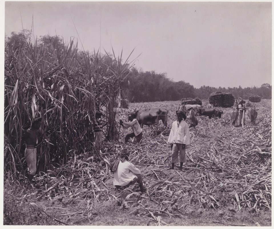 KITLV - 5420 - Kurkdjian - Soerabaja - Cutting Garden of the sugar company Ketanen at Mojokerto - 1916-04