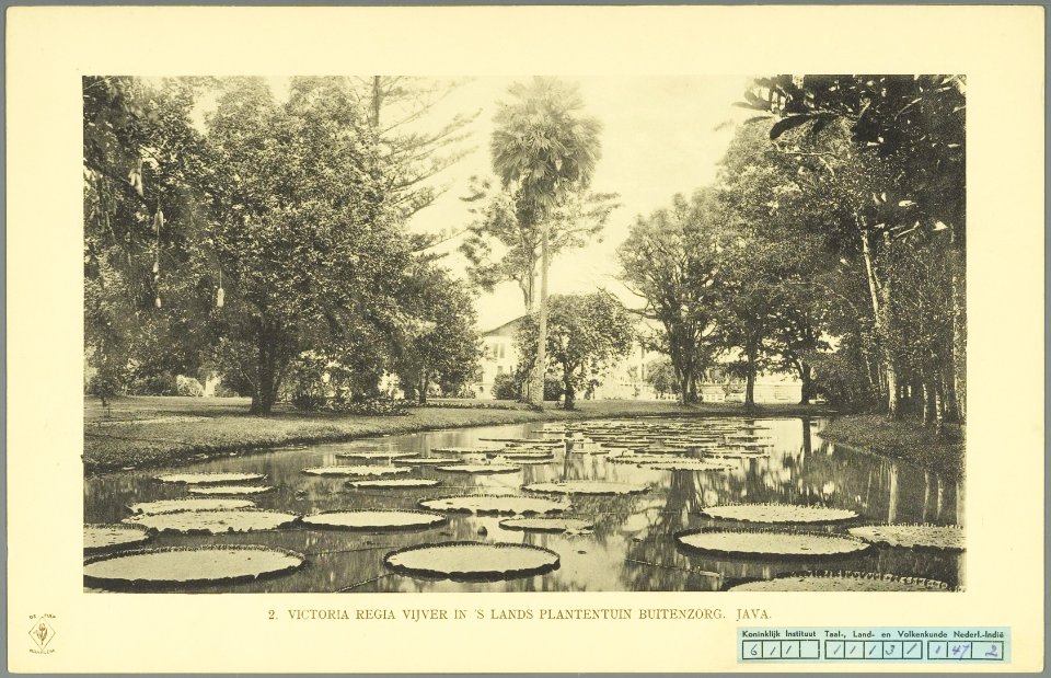 KITLV - 37332 - Demmeni, J. - Tulp, De - Haarlem - The Victoria Regia pond in the botanic garden at Buitenzorg (Bogor) - 1911