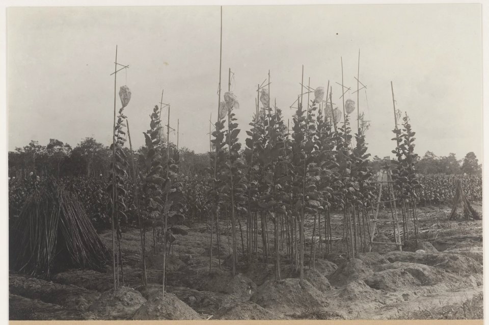 KITLV - 5479 - Kleingrothe, C.J. - Medan - Seed trees on a tobacco plantation of the Deli Maatschappij (Deli Company), Deli - circa 1915