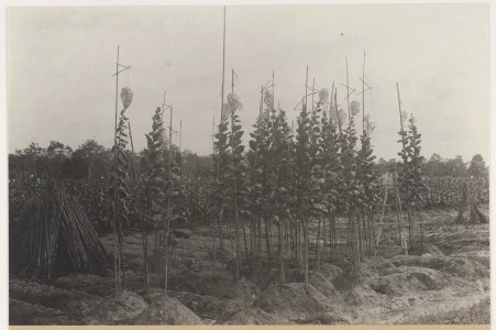 KITLV - 5479 - Kleingrothe, C.J. - Medan - Seed trees on a tobacco plantation of the Deli Maatschappij (Deli Company), Deli - circa 1915