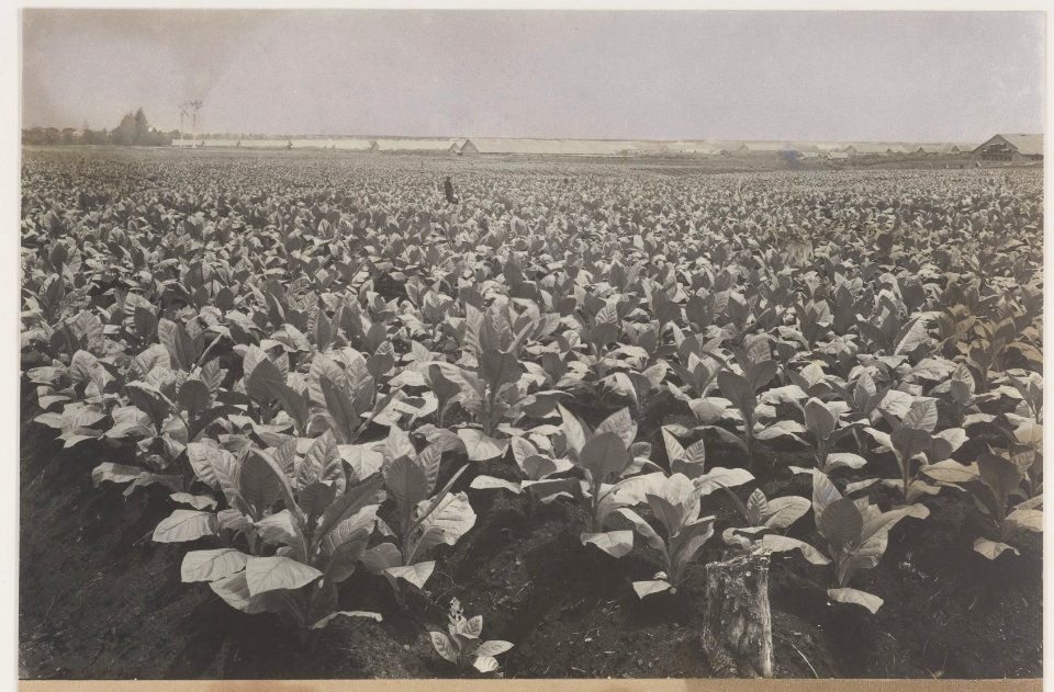 KITLV - 5483 - Kleingrothe, C.J. - Medan - Young plantings on a tobacco plantation of the Deli Maatschappij (Deli Company), Deli - circa 1915