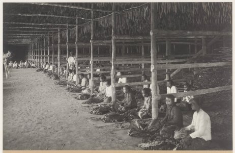 KITLV - 5487 - Kleingrothe, C.J. - Medan - The stringing of tobacco in a drying barn on the plantation Medan of the Deli Company in Deli - 1905