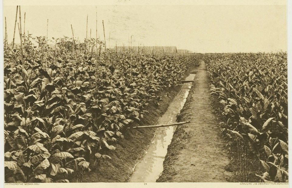 KITLV - 26866 - Kleingrothe, C.J. - Medan - Mature tobacco and seed trees in Deli - circa 1905