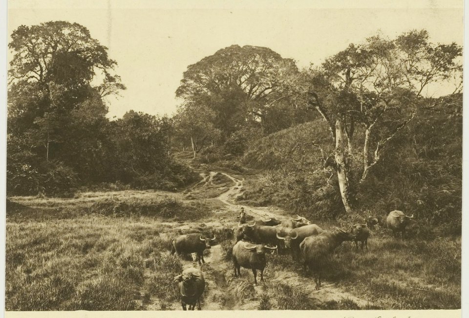 KITLV - 26886 - Kleingrothe, C.J. - Medan - Herd of buffaloes at Naga Seribu, East Coast of Sumatra - circa 1905