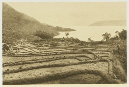KITLV - 26894 - Kleingrothe, C.J. - Medan - Laying-out of paddy fields near Page at Lake Toba, Sumatra - circa 1905