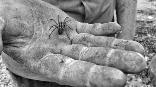 Spider black and white dirty photo