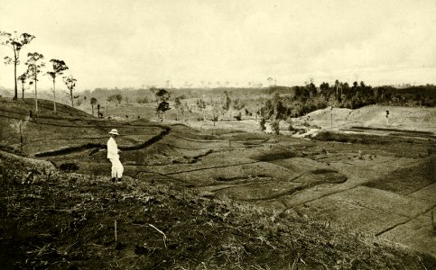 KITLV - 78315 - Kleingrothe, C.J. - Medan - Europeses man on the fields of a tobacco plantation of the Amsterdam Deli Company at Kala Hoen Penang (Kela Hoen Pinang) at Medan - circa 1900