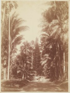 KITLV - 6995 - Kurkdjian - Soerabaja - Palm Avenue in the Botanical Gardens at Buitenzorg (Bogor) - circa 1900