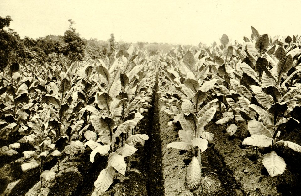 KITLV - 78323 - Kleingrothe, C.J. - Medan - Tobacco fields of the Amsterdam Deli Company in Medan, Sumatra - circa 1900