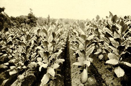 KITLV - 78323 - Kleingrothe, C.J. - Medan - Tobacco fields of the Amsterdam Deli Company in Medan, Sumatra - circa 1900