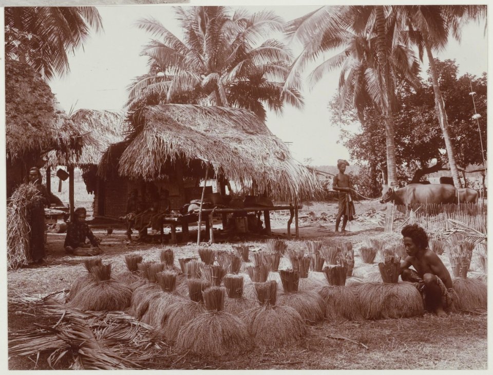 KITLV - 7364 - Kurkdjian, Ohannes - Soerabaja - Harvesting rice in Bali - circa 1920