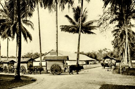 KITLV - 78327 - Kleingrothe, C.J. - Medan - Transport by ox cart from the tobacco plantation of the Amsterdam Deli Company in Medan, Sumatra - circa 1900