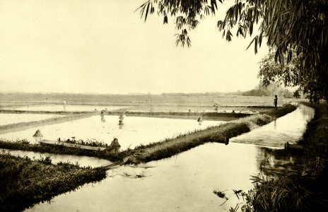 KITLV - 78336 - Kleingrothe, C.J. - Medan - Paddy field at Padang Bulan in Medan, Sumatra - circa 1900