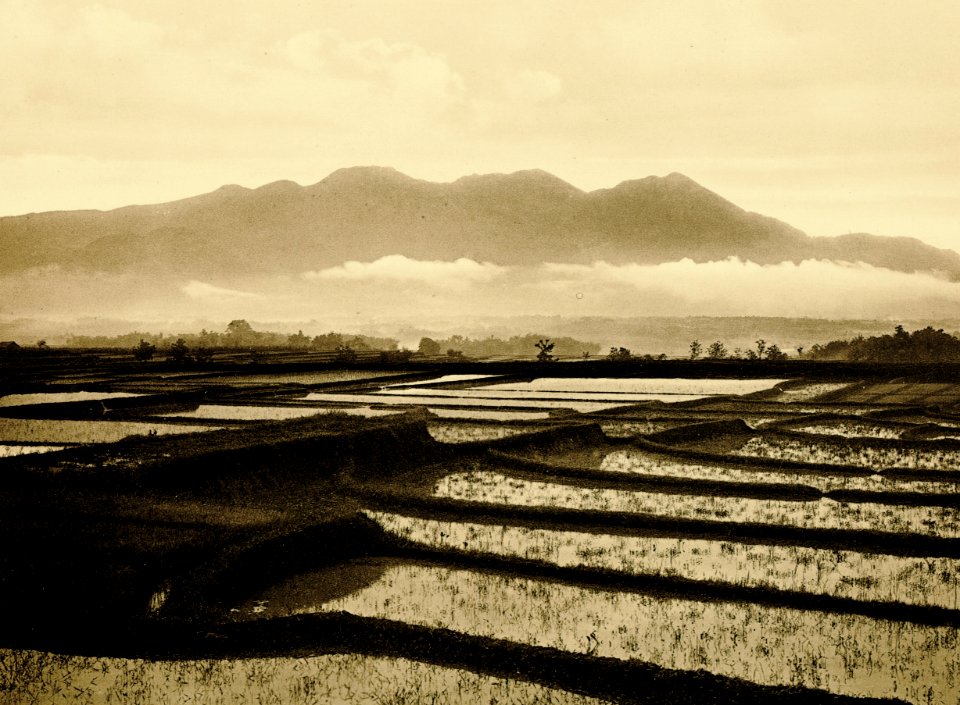 KITLV - 75179 - Kurkdjian, Fotograaf George P. Lewis, aldaar werkzaam - Sourabaya, Java - Paddy fields, in the background the Gunung Guntur - circa 1920