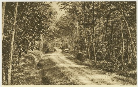 KITLV - 26938 - Kleingrothe, C.J. - Medan - Djohor new plantation, East Coast of Sumatra - circa 1905