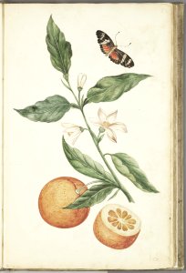 KITLV - 37A28 - Markée, Cornelis - Branch with blossoming orange blossom, oranges and butterfly - Brush drawing - Circa 1763