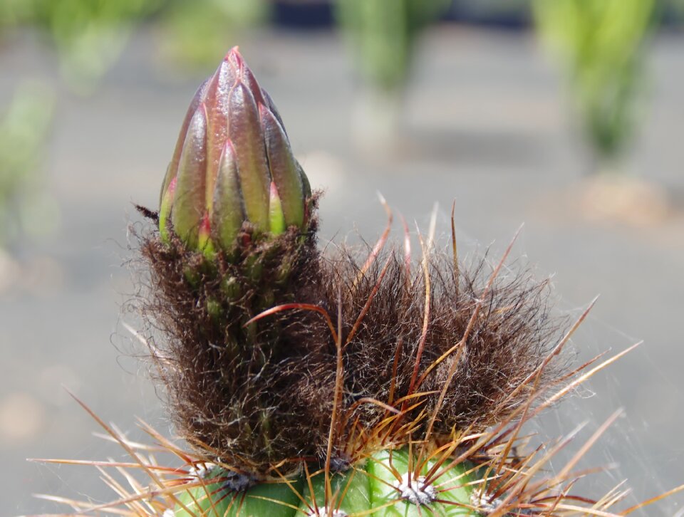 Mamillaria shoot botany