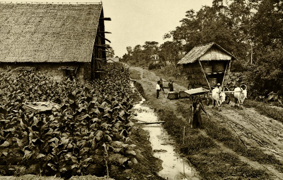 KITLV - 78470 - Kleingrothe, C.J. - Medan - Transport of tobacco to the fermentation barn at a plantation in Deli - circa 1900