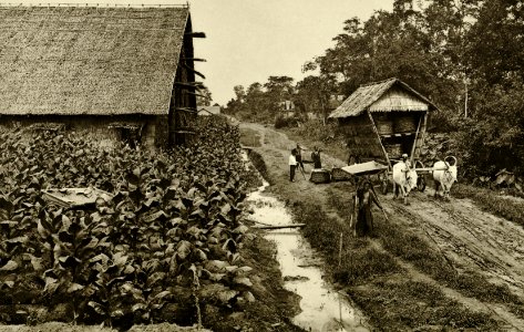 KITLV - 78470 - Kleingrothe, C.J. - Medan - Transport of tobacco to the fermentation barn at a plantation in Deli - circa 1900