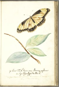 KITLV - 37A34 - Markée, Cornelis - Flying butterfly near a Anena branch for its beauty - Brush drawing - Circa 1763