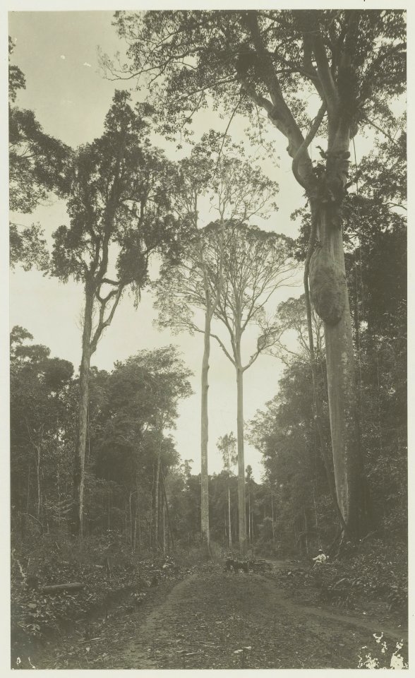 KITLV - 27308 - Kleingrothe, C.J. - Medan - Carriage on a road through the jungle of Sumatra's east coast - circa 1890