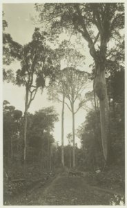 KITLV - 27308 - Kleingrothe, C.J. - Medan - Carriage on a road through the jungle of Sumatra's east coast - circa 1890